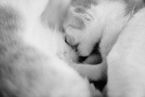 Close Up Shot of a Kitten Feeding to her Mother