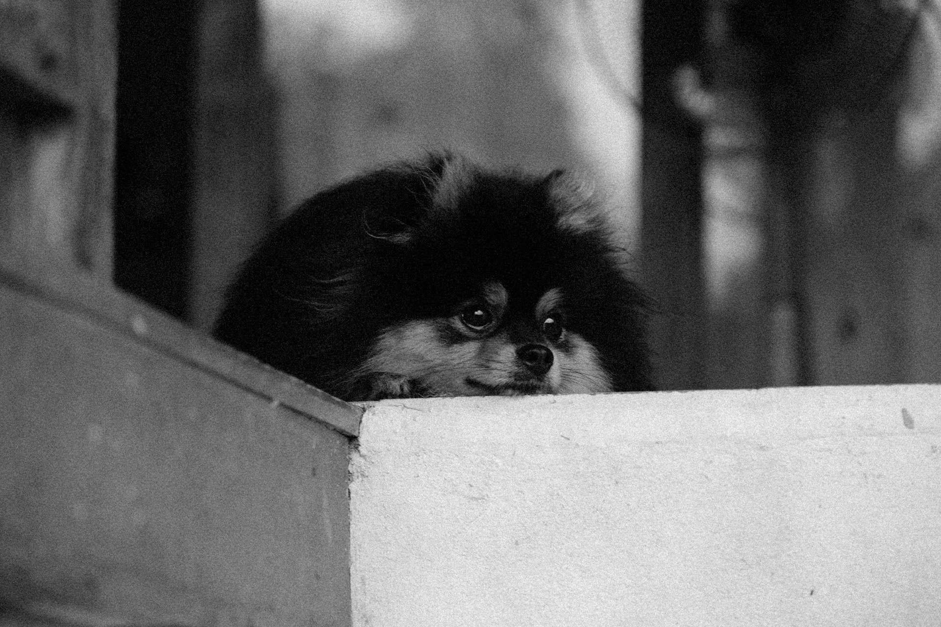 Grayscale Photo of Pomeranian Puppy Lying on a Surface