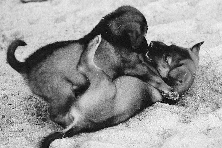 Puppies Playing On The Sand 