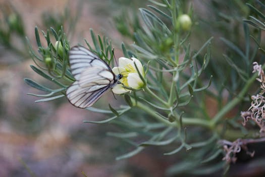 Close-up of a butterfly feeding on a white flower surrounded by green foliage, showcasing nature's beauty.