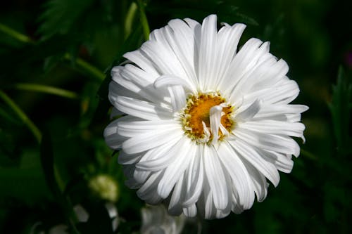 бесплатная Бесплатное стоковое фото с белый цветок, красивый, крупный план Стоковое фото