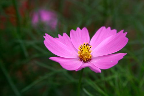 Free A stunning pink Garden Cosmos flower in full bloom with rich green background. Stock Photo