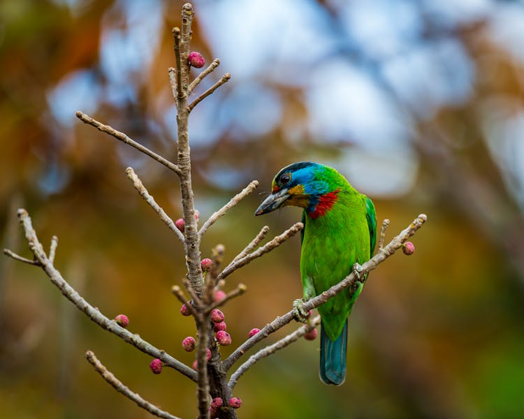 
A Taiwan Barbet On A Branch