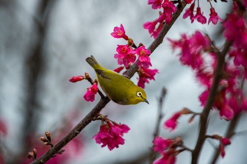 Free A Japanese White-Eye bird perched on vibrant cherry blossom branches, showcasing nature's beauty. Stock Photo