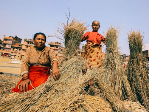 Free Two women gather straw bundles in a traditional agricultural setting, set against rustic buildings. Stock Photo