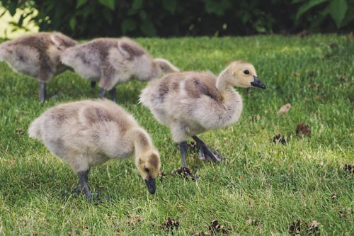 Free Shallow Focus Photography of Brown Ducklings Stock Photo