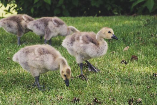 Shallow Focus Photography of Brown Ducklings