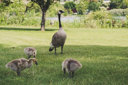 бесплатная Фотография четырех гусей на зеленой траве Стоковое фото