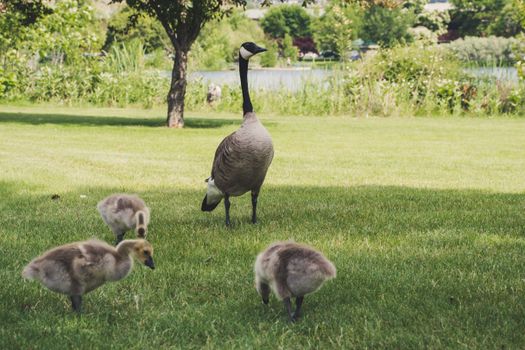 Photo of Four Goose on Green Grasses