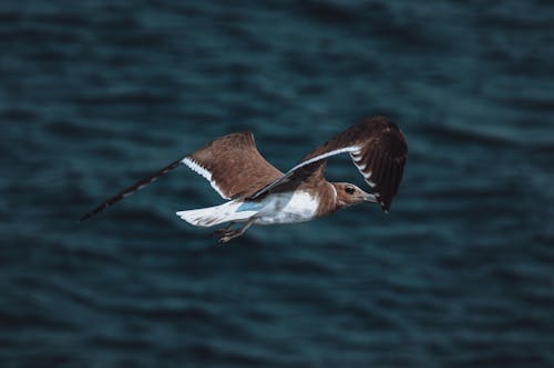 Бесплатное стоковое фото с животное, крупный план, летающий