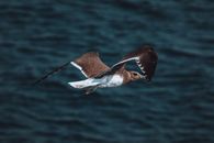 Brown and White Bird Flying over the Sea