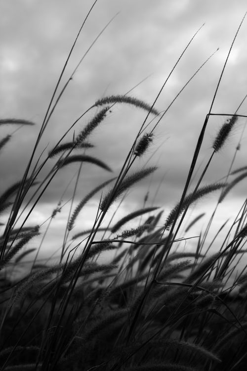 Free Grayscale photo of cogon grass swaying gently in the breeze against a cloudy sky. Stock Photo