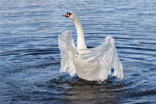 Kostnadsfri bild av djur, djurfotografi, fågel