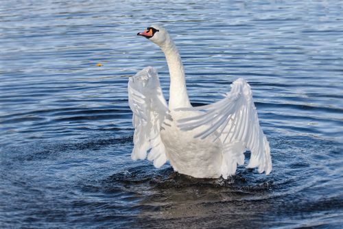Free A beautiful swan displays its wings in serene water, showcasing elegance and nature's tranquility. Stock Photo