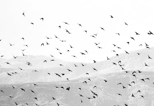 A Grayscale of a Flock of Birds Flying