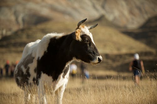 Gratis stockfoto met beest, koe, landbouw