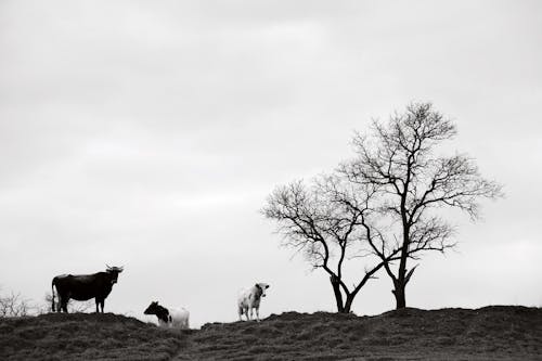 Základová fotografie zdarma na téma černobílý, hřiště, krávy