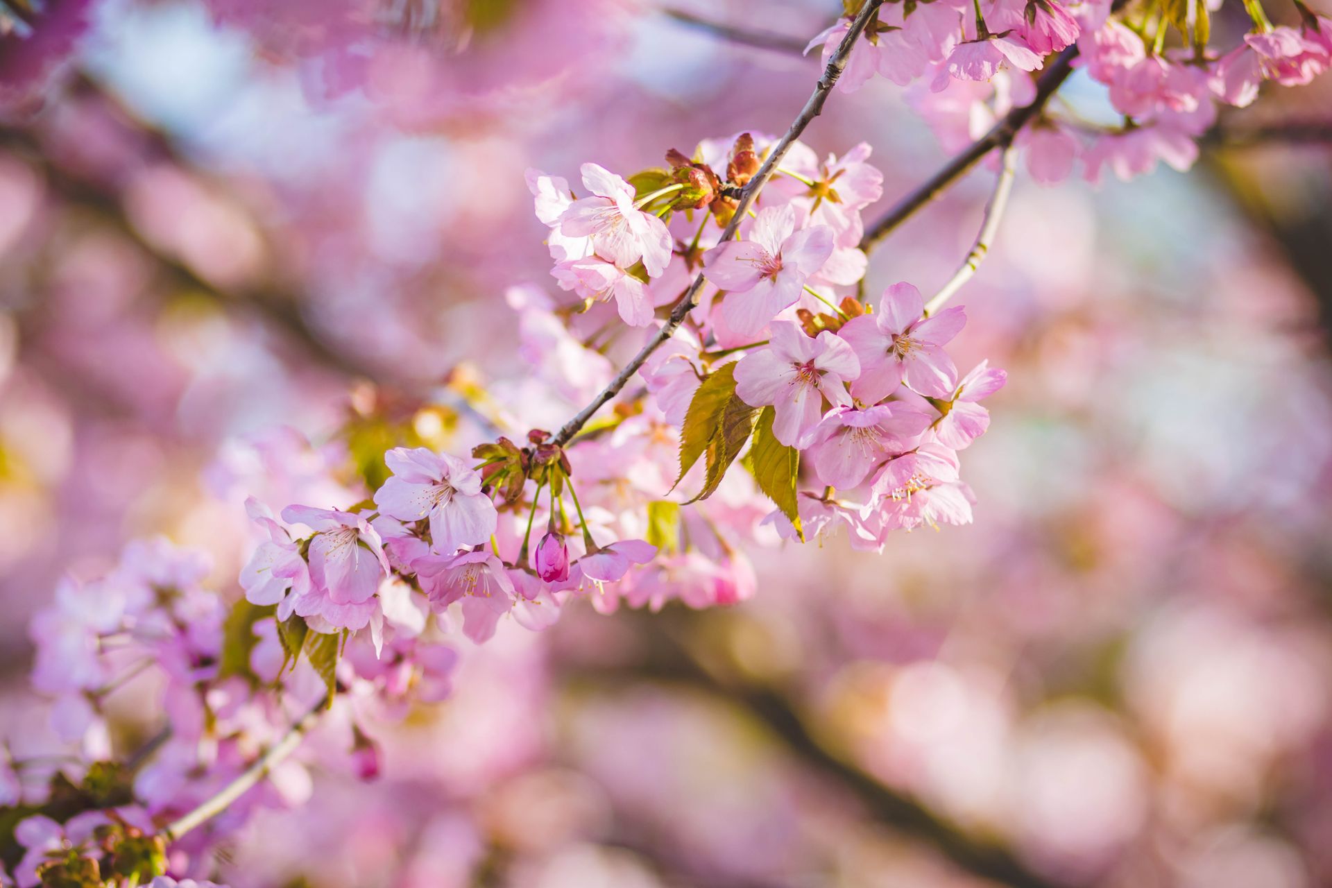 Vivid close-up of cherry blossoms with a sunny, bright springtime background.