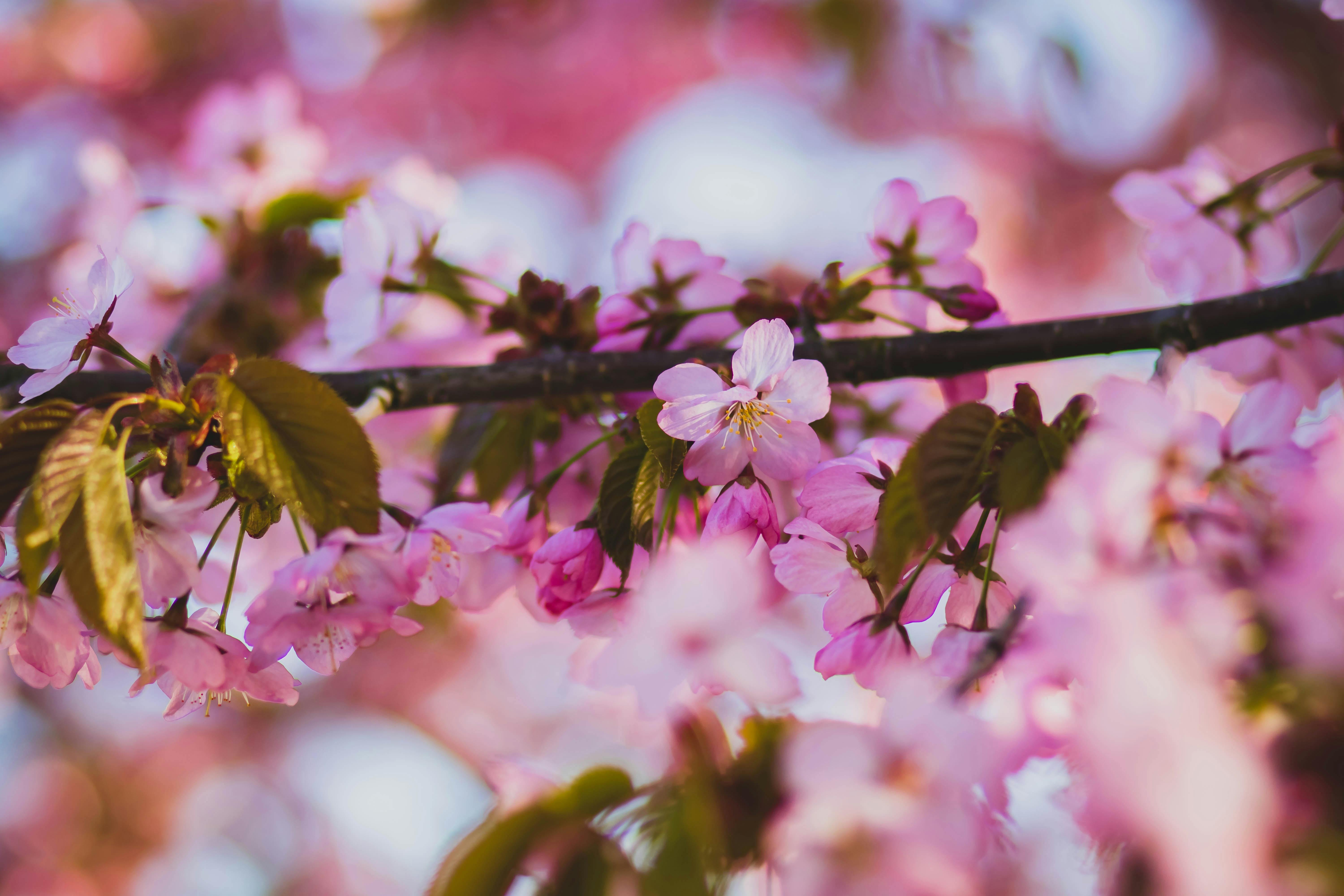 shallow focus of purple and white flowers