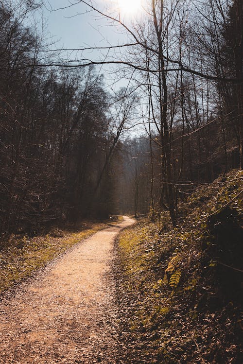 Path in the Forest in Autumn 