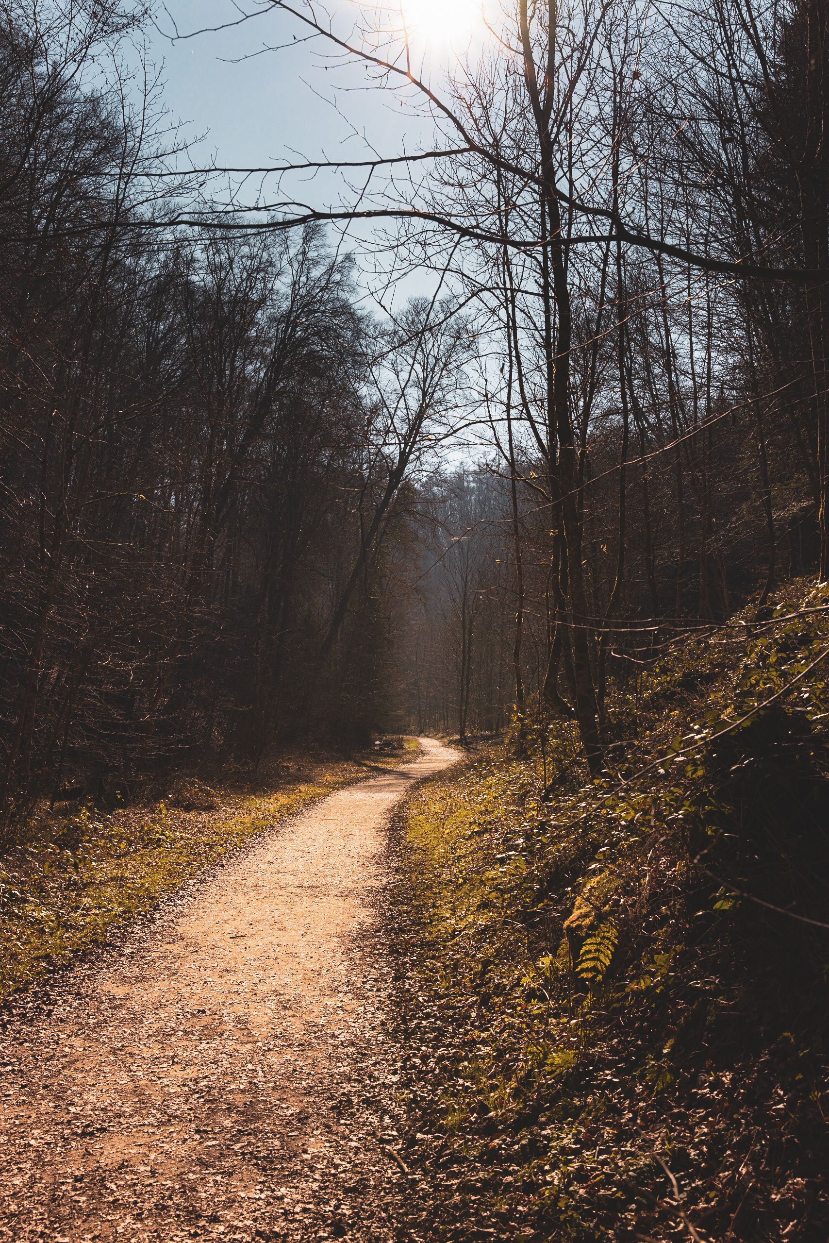 Landscape Photo of Pathway Between Green Leaf Trees · Free Stock Photo