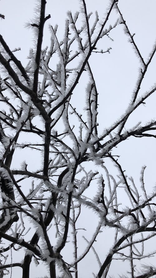 Free Frosty Tree Branches Stock Photo