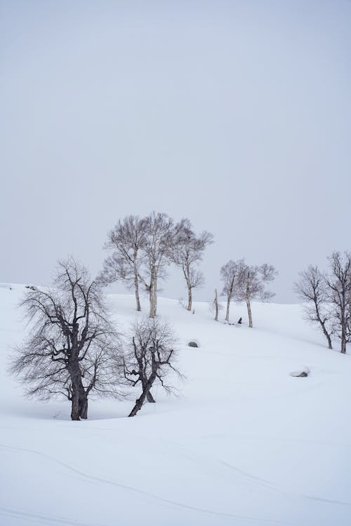 Ilmainen kuvapankkikuva tunnisteilla flunssa, kenttä, lumi