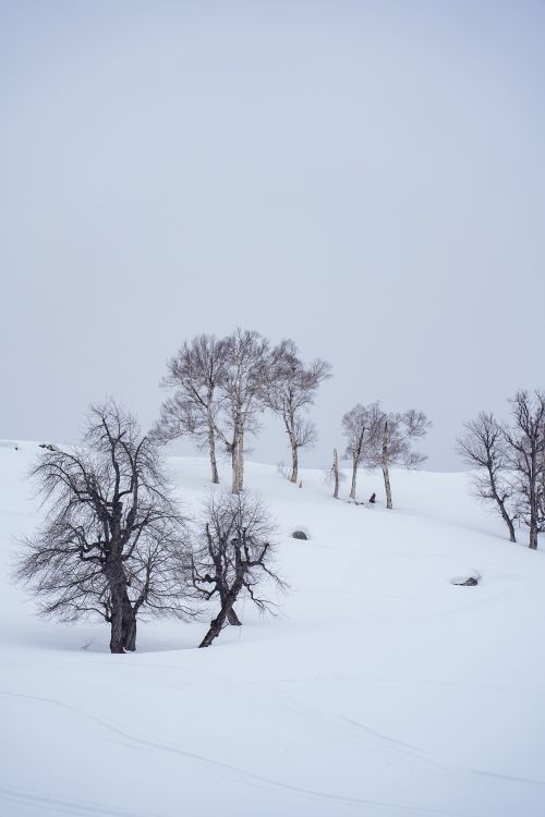 Free Tranquil winter scene with bare trees against a snowy backdrop. Stock Photo