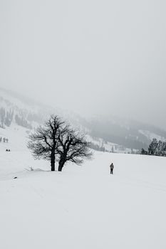 Solitary tree standing in a vast snow-covered field, capturing the serene essence of winter.