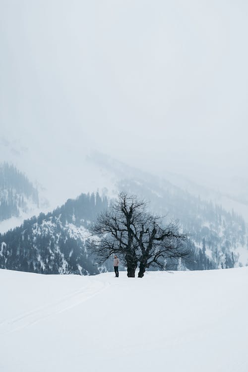 Foto profissional grátis de colina, com frio, floresta