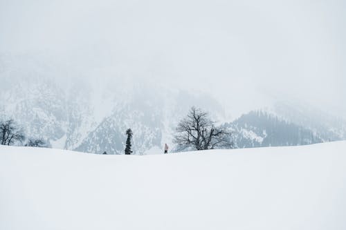 Imagine de stoc gratuită din arbore, ceață, dealuri