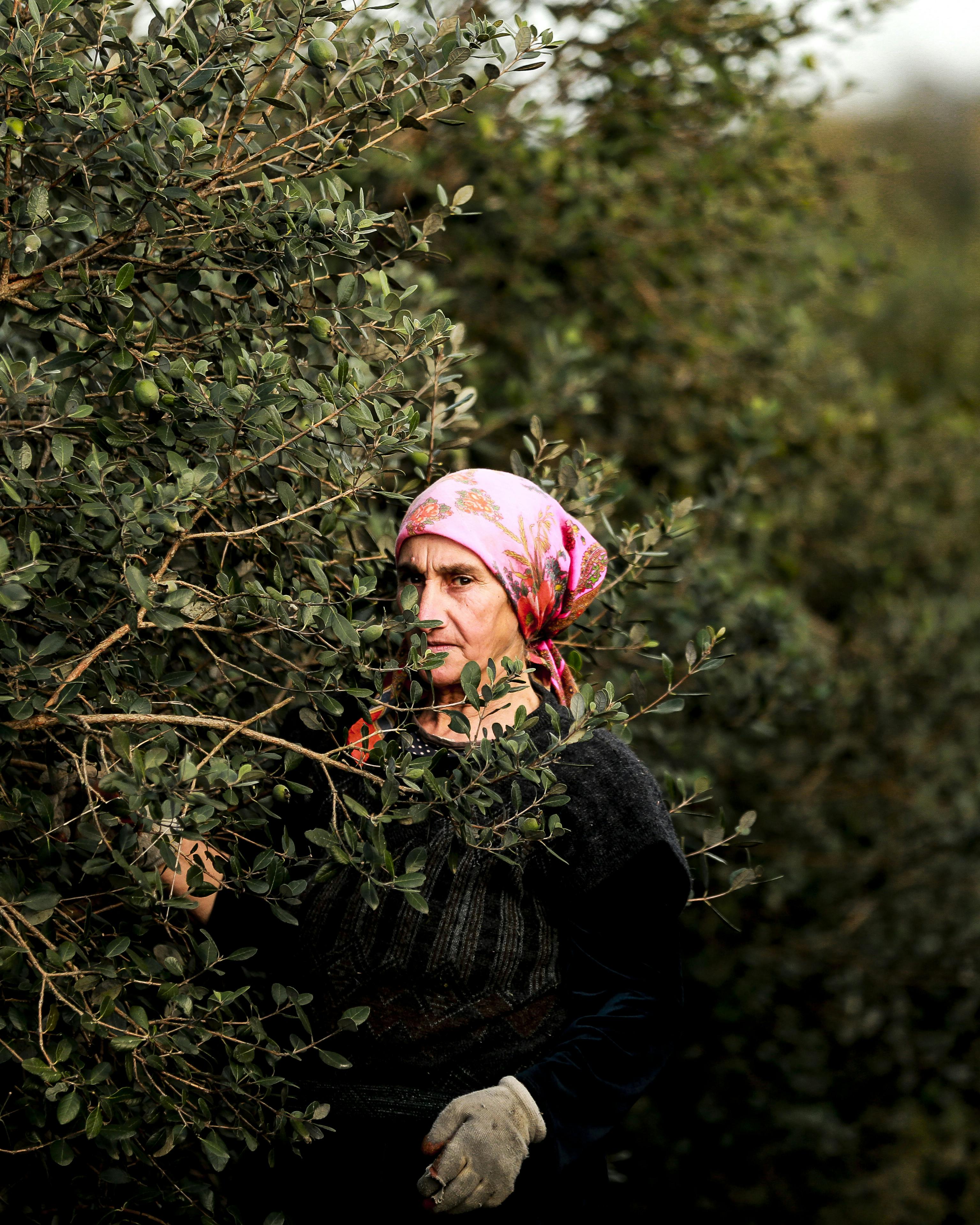 Elderly woman with head scarf in orchard, surrounded by leafy branches.