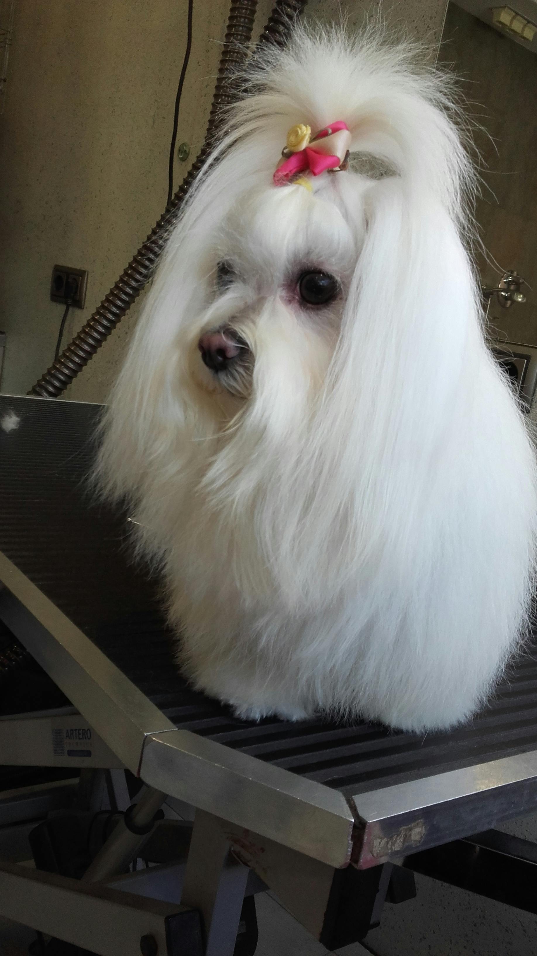 Foto Stok Gratis Tentang Anjing Maltese