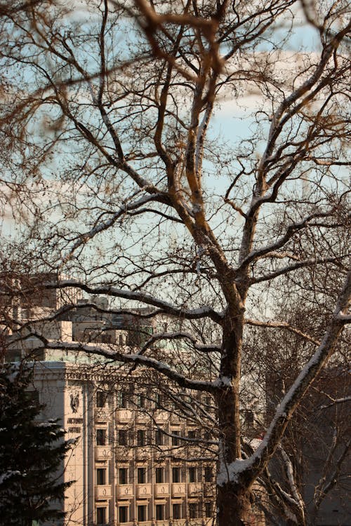 Traditional Tenement Behind an Empty Tree in Istanbul 