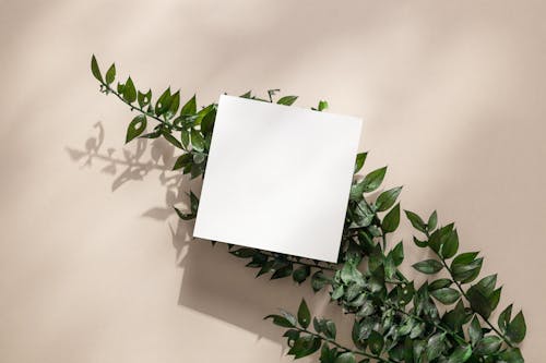 Бесплатное стоковое фото с белая бумага, вид сверху, зеленые листья