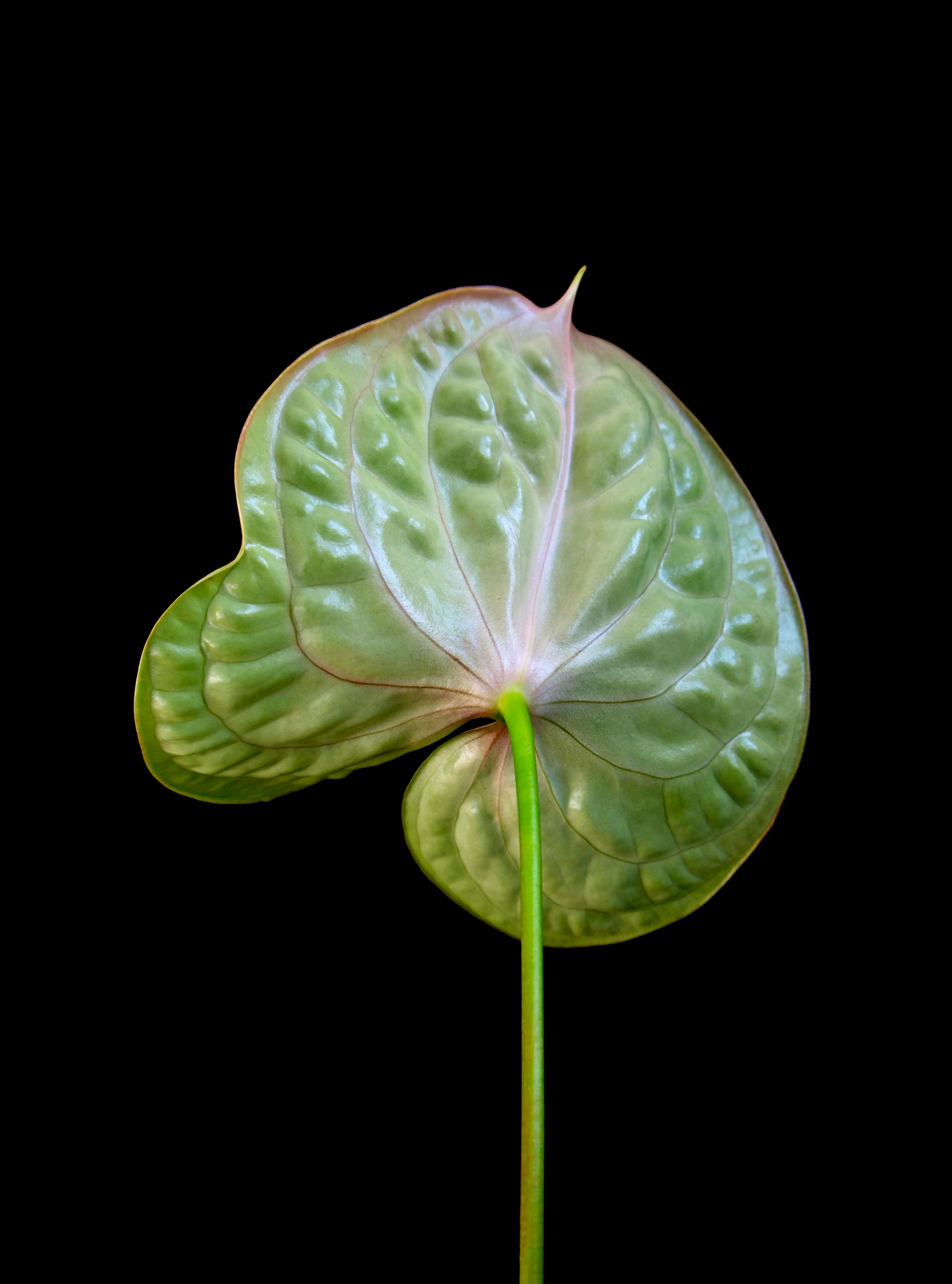 Vibrant green heart-shaped leaf against a deep black background, showcasing nature's elegance.