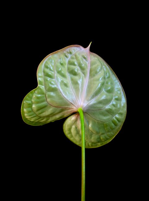 Vibrant green heart-shaped leaf against a deep black background, showcasing nature's elegance.