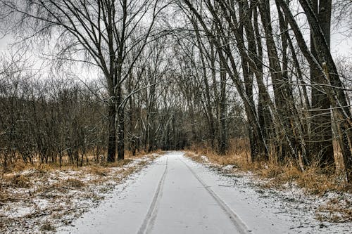 
A Snow Covered Unpaved Road in a Forest