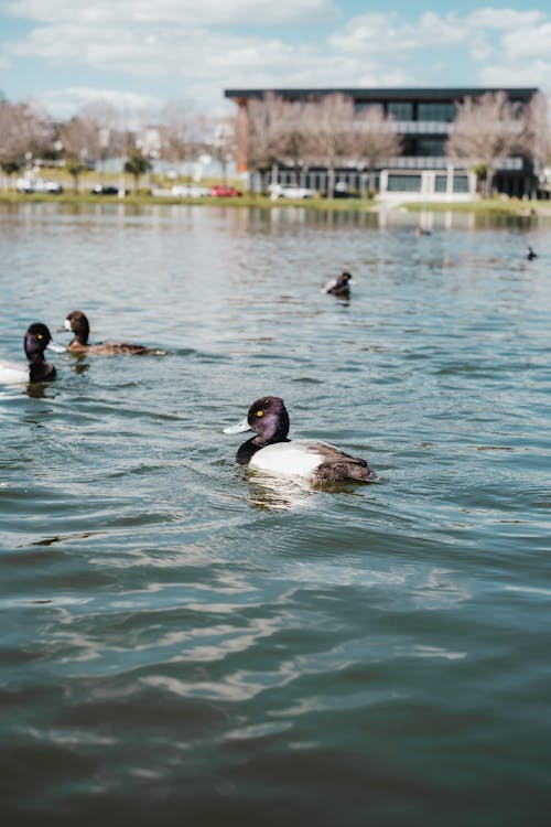 Ducks Floating on Lake Water