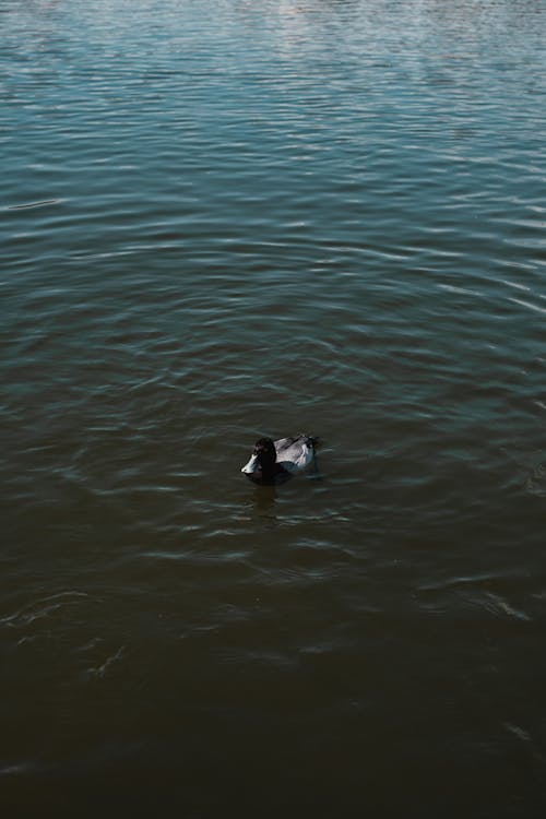 
A Duck Swimming on a Lake