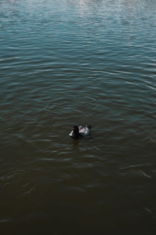 Free A lone duck gracefully swimming on a tranquil lake in Lakeland, Florida. Stock Photo