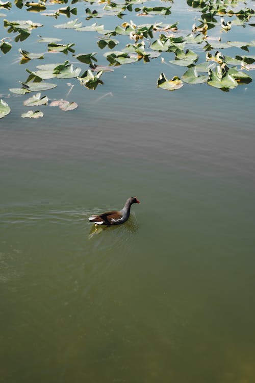 Free A Wild Duck on a Pond Stock Photo