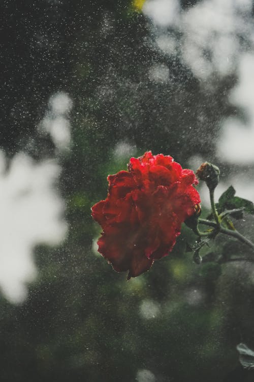 Foto profissional grátis de água, flor, rosa