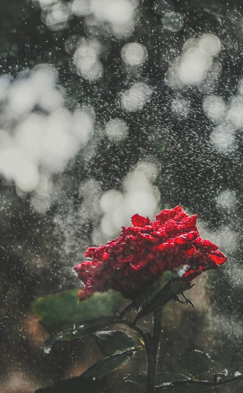 Základová fotografie zdarma na téma déšť, kytka, růže