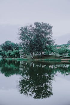 阳光下，树木倒映在宁静的湖面上