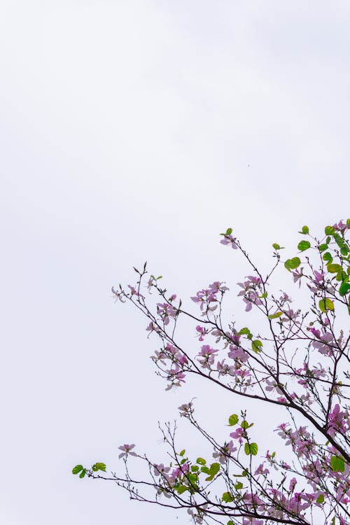 Δωρεάν στοκ φωτογραφιών με άνθη, καθαρός ουρανός, κατακόρυφη λήψη Φωτογραφία από στοκ φωτογραφιών