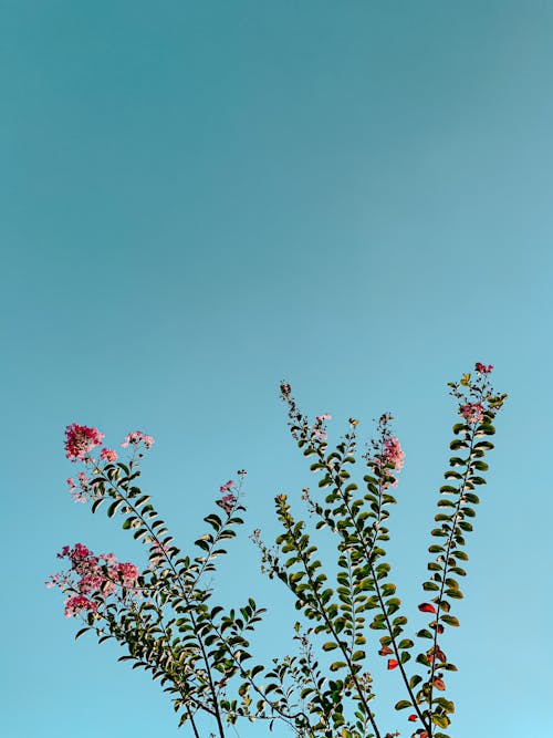 Imagine de stoc gratuită din arbust, cer albastru, floare roz