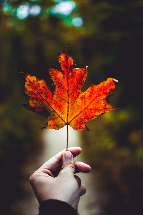 
A Person Holding a Maple Leaf