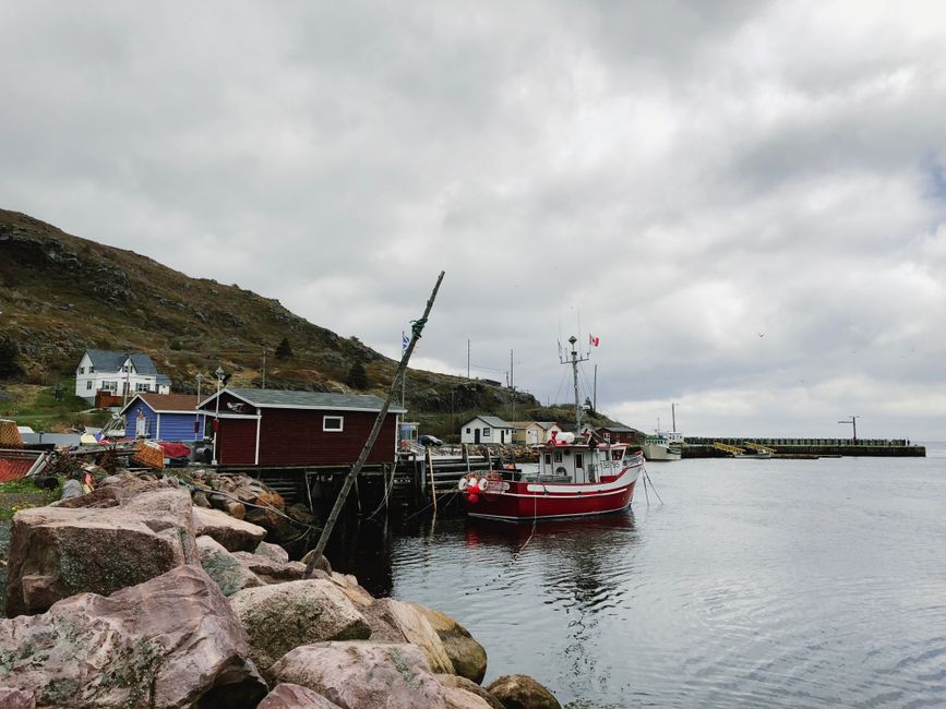 Northern Cod Catch Jumps 55% as Ottawa Declares Stock Healthy