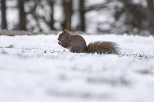 免費 冬季, 動物, 動物攝影 的 免費圖庫相片 圖庫相片